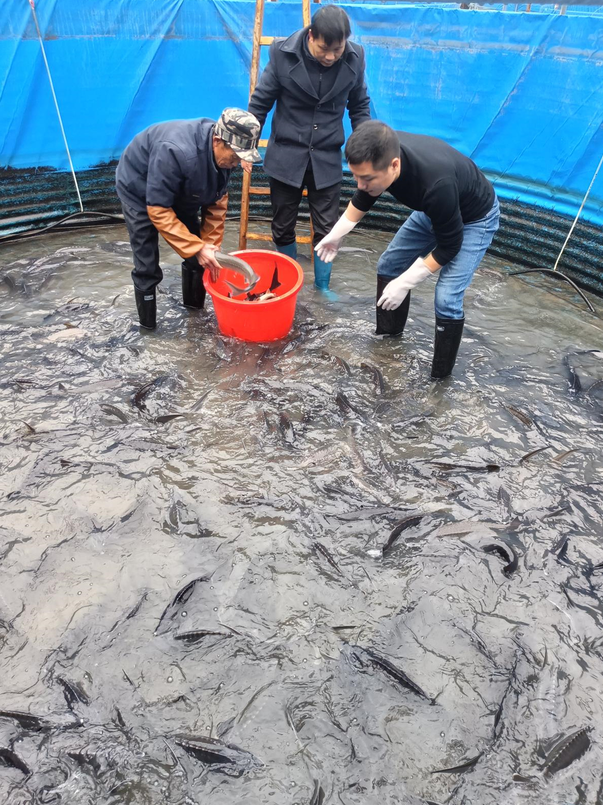 灌陽(yáng)上甫村生態(tài)養(yǎng)魚喜獲豐收2.jpg